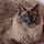 Romy