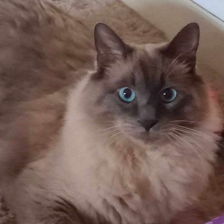 Romy a rejoint le concours — aidez-le/la à gagner de superbes lots ! cat, fluffy, blue_eyes, carpet, toy, indoor, pet, fur, relaxed, purple, polka_dot, cozy, animal, mammal, home, cute, looking, feline, resting, soft