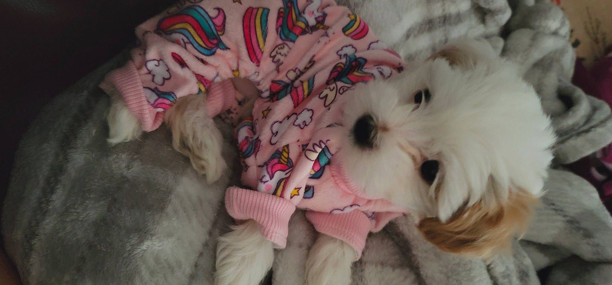 Haven joined the competition — help win amazing prizes! carnivore, comfort, companion_dog, dog, dog_breed, dog_supply, fawn, fur, labradoodle, linens, mal_shi, pink, shih_poo, small_terrier, snout, terrier, toy, toy_dog, vertebrate, working_animal