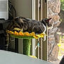 Draco joined the competition — help win amazing prizes! cat, tabby, cat_perch, sunflower, indoor, window, natural_light, animal, feline, pet, relaxed, striped, looking_out, green, yellow, cozy, curious, home, quiet, soft_light