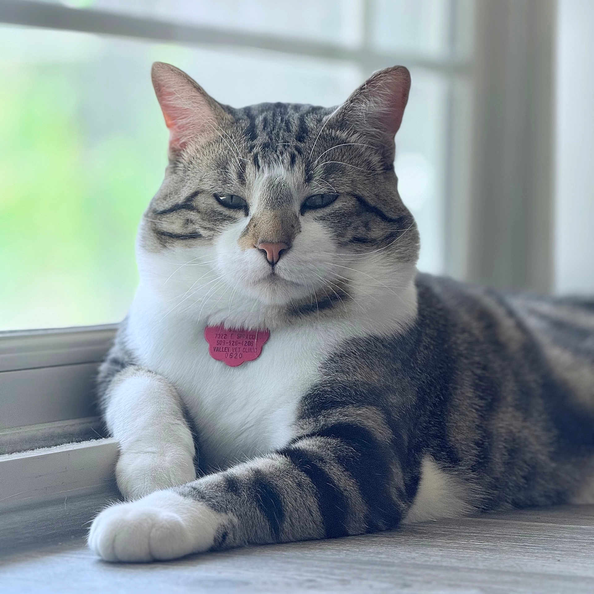 Draco joined the competition — help win amazing prizes! animal, cat, closeup, collar, cute, domestic, feline, fur, indoor, paw, pet, portrait, relaxed, resting, striped, sunlight, tabby, tag, whiskers, window