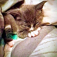 Maya joined the competition — help win amazing prizes! kitten, sleeping, cat, paw, blanket, cozy, fur, cute, animal, pet, rest, domestic, feline, soft, young, indoor, comfort, snuggle, relax, nap