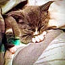 animal, blanket, cat, comfort, cozy, cute, domestic, feline, fur, indoor, kitten, nap, paw, pet, relax, rest, sleeping, snuggle, soft, young