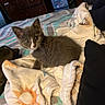 Maya is registered to the contest to win money with this photo: kitten, cat, bed, blanket, fur, indoor, cozy, curious, animal, pet, furniture, soft, cute, gray, white, resting, domestic, young, warm, comfort