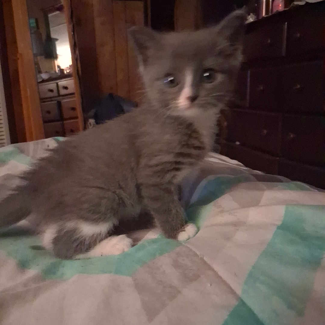 Maya is registered to the contest to win money with this photo: kitten, cat, gray_cat, white_paws, bedspread, quilt, indoor, furniture, dresser, mirror, wood_paneling, small_animal, pet, young_cat, curious, furry, cute, domestic, cozy, room
