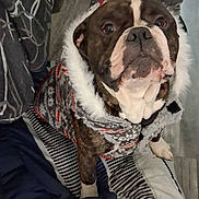 Tank joined the competition — help win amazing prizes! animal, blanket, brindle, canine, companion, cozy, cute, dog, domestic, floor, fur, fur_pattern, indoor, looking_up, mammal, pet, striped, sweater, waiting, winter_clothing