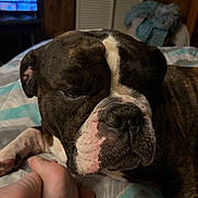 Tank is registered to the contest to win money with this photo: dog, brindle, white, close_up, bed, paw, foot, human, resting, sleepy, indoor, blanket, wooden_wall, television, blue_light, cozy, companion, animal, pet, relaxed