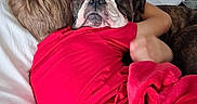Tank is registered to the contest to win money with this photo: affection, bed, bedroom, blanket, blue_shorts, brindle_dog, casual_clothing, child, comfort, cozy, dog, hugging, human_animal_bond, indoor, pillow, red_shirt, resting, sleepwear, tenderness, wooden_headboard