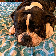 Tank joined the competition — help win amazing prizes! animal, bed, blanket, brown, bulldog, close_up, cozy, cute, dog, expression, face, fur, indoor, lying_down, pattern, paw, pet, resting, white, wrinkles