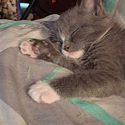 Mya joined the competition — help win amazing prizes! animal, bed, blanket, cat, closeup, cozy, cute, domestic_cat, feline, furniture, gray_cat, indoor, kitten, paw, peaceful, pet, relaxing, resting, sleeping, white_paws
