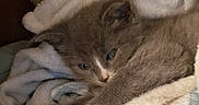 Mya is registered to the contest to win money with this photo: animal, blanket, cat, comfort, couch, cozy, cute, domestic_cat, feline, fur, indoor, kitten, pet, quilted_pillow, relaxed, resting, sleepy, snuggled, soft, warm