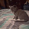 Mya joined the competition — help win amazing prizes! animal, bedroom, bedspread, cat, cozy, curious, cute, cute_pet, domestic, dresser, furniture, furry, gray_cat, indoor, kitten, pet, resting, small_animal, soft, young_cat