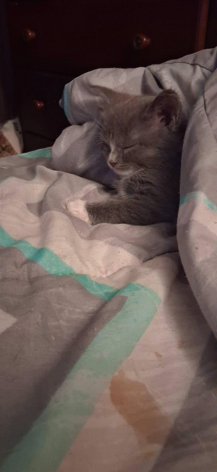 Mya