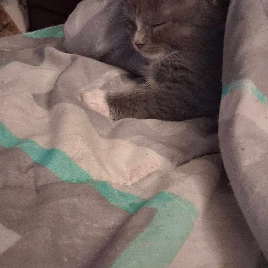 Mya