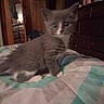 Mya joined the competition — help win amazing prizes! animal, bed, bedroom, blurred, cat, cozy, cute, domestic_cat, dresser, furniture, grey_cat, indoor, kitten, mirror, pet, quilt, small, white_paws, wooden_wall, young
