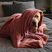 Baba joined the competition — help win amazing prizes! dog, blanket, bed, pillow, indoor, pet, cozy, fur, snug, resting, curious, pink, grey, furniture, comfort, relaxation, animal, canine, portrait, home