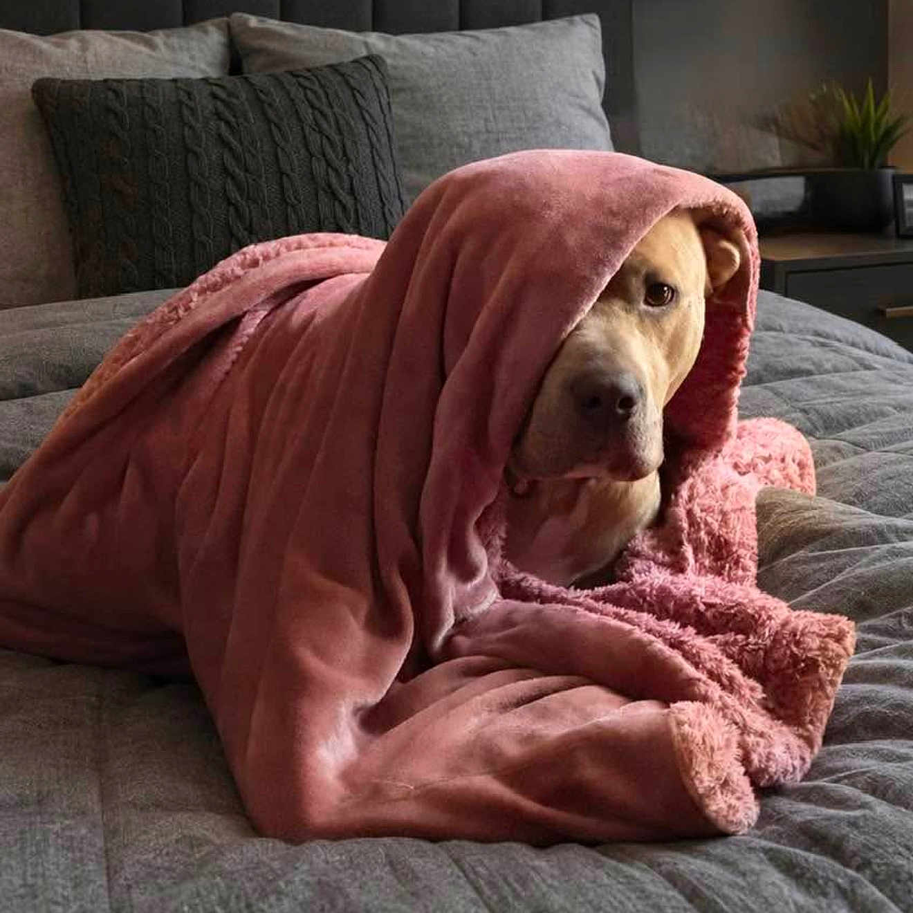 Baba joined the competition — help win amazing prizes! dog, blanket, bed, pillow, indoor, pet, cozy, fur, snug, resting, curious, pink, grey, furniture, comfort, relaxation, animal, canine, portrait, home
