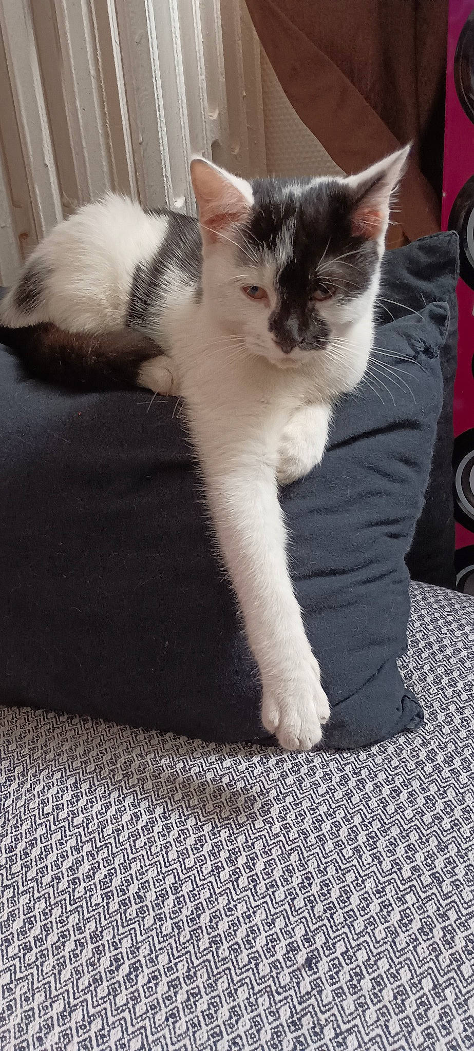 Zorro participe au concours pour gagner de l'argent avec cette photo : carnivore, cat, claw, comfort, domestic_short_haired_cat, felidae, flooring, foot, fur, human_leg, mammal, paw, sitting, small_to_medium_sized_cats, tail, tire, wheel, whiskers