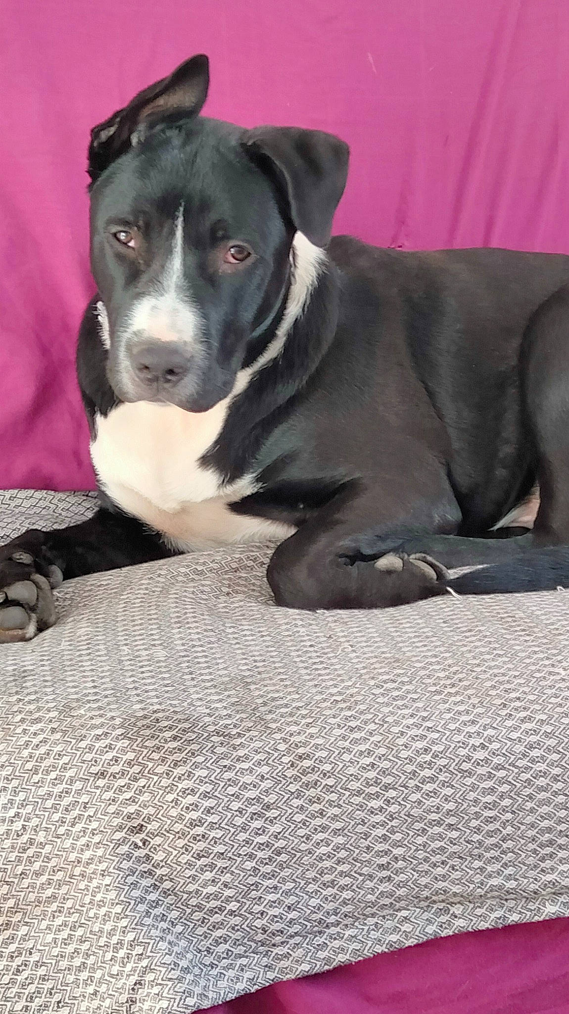 Marley participe au concours pour gagner de l'argent avec cette photo : borador, canidae, carnivore, collar, comfort, companion_dog, dog, dog_breed, fawn, grey, non_sporting_group, snout, sporting_group, terrestrial_animal, whiskers, working_animal