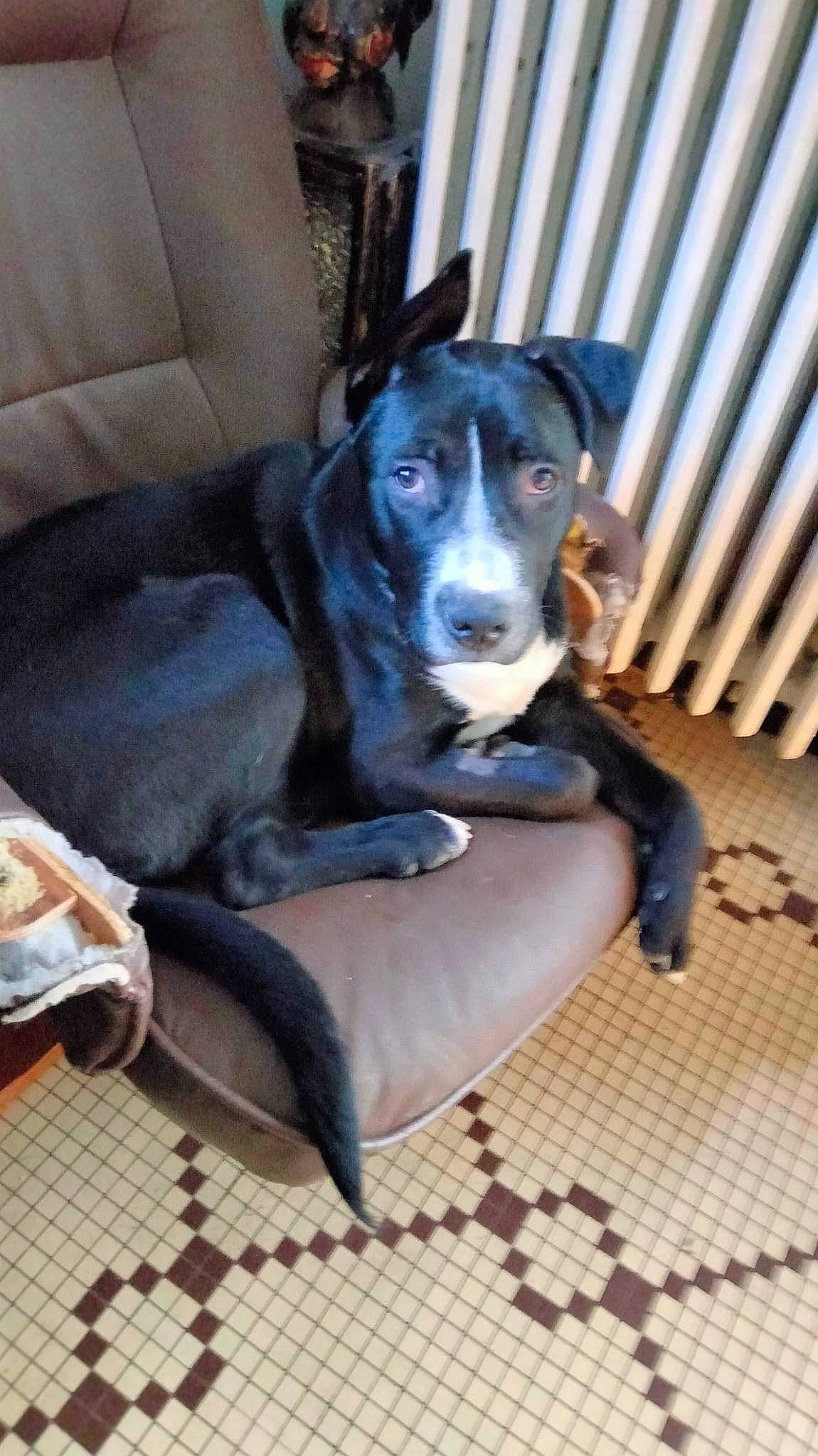 Marley participe au concours pour gagner de l'argent avec cette photo : borador, canidae, carnivore, chair, comfort, companion_dog, couch, dog, dog_breed, dog_supply, electric_blue, fence, flooring, guard_dog, sitting, snout, sporting_group, whiskers, working_animal, working_dog