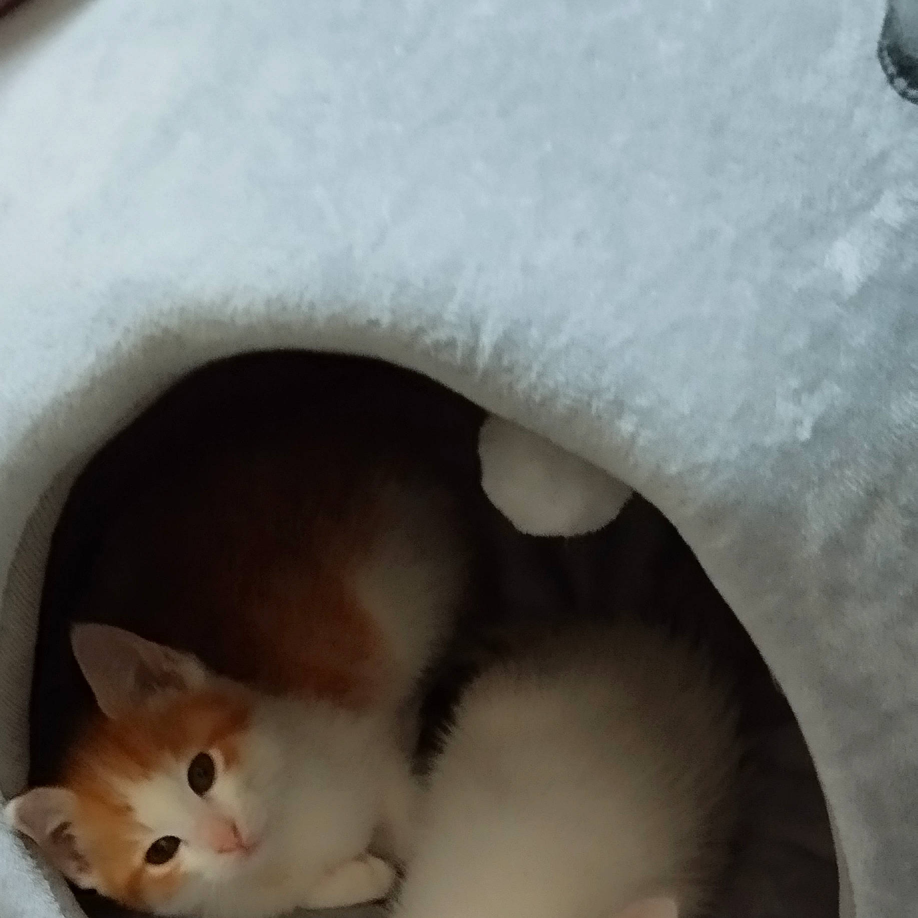 Brooklyn participe au concours pour gagner de l'argent avec cette photo : carnivore, cat, cat_bed, cat_supply, close_up, domestic_short_haired_cat, ear, eyelash, fawn, felidae, fur, nose, paw, small_to_medium_sized_cats, snout, tail, vertebrate, whiskers, white, window