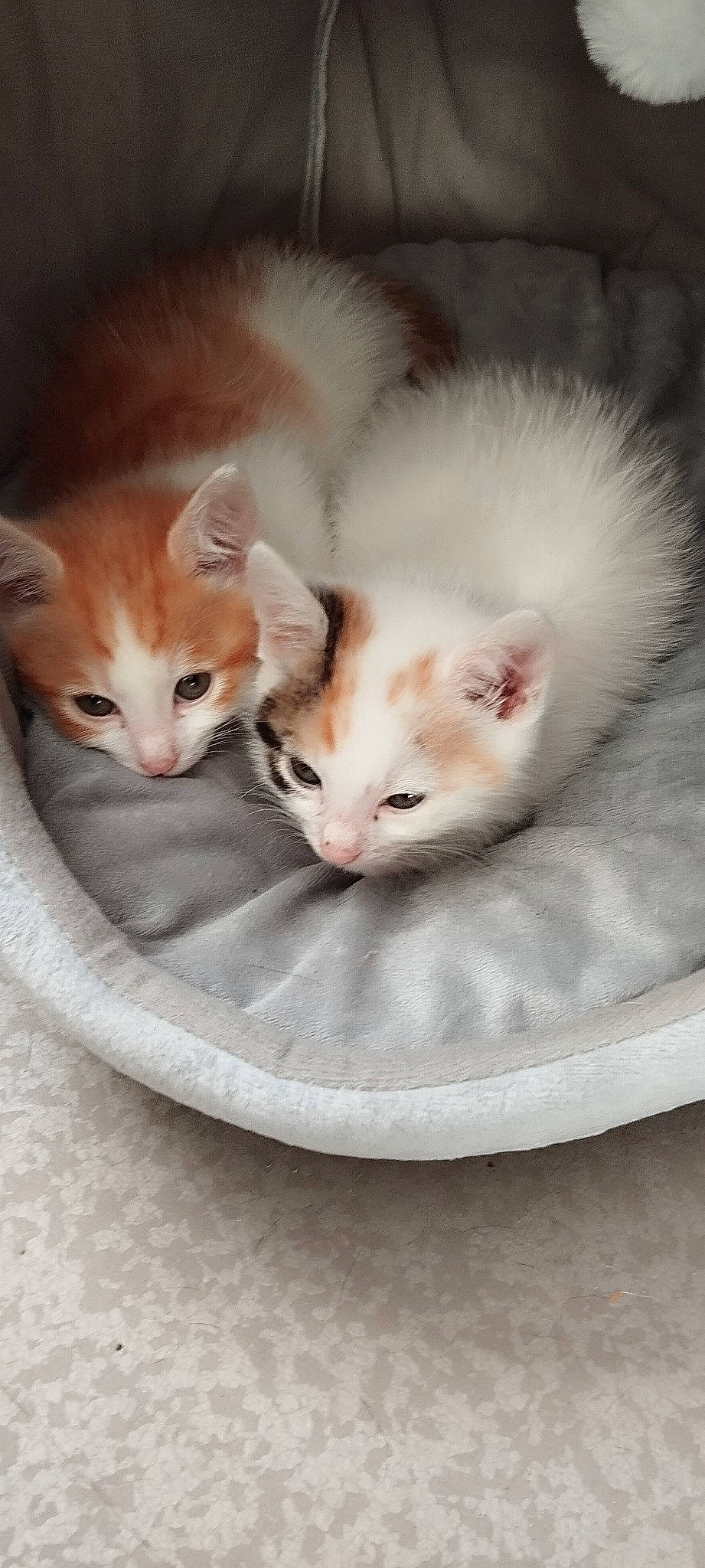 Brooklyn participe au concours pour gagner de l'argent avec cette photo : carnivore, cat, cat_bed, cat_supply, claw, comfort, domestic_short_haired_cat, fawn, felidae, fur, paw, pet_supply, photo_caption, small_to_medium_sized_cats, tail, whiskers