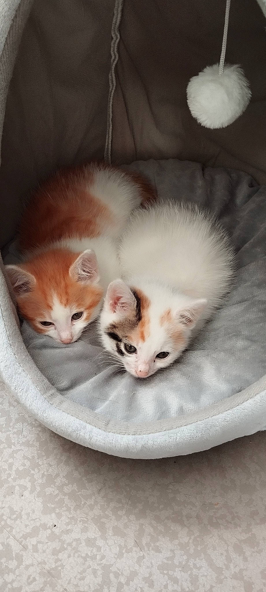 Brooklyn a rejoint le concours — aidez-le/la à gagner de superbes lots ! box, carnivore, cat, cat_bed, cat_supply, claw, comfort, domestic_short_haired_cat, fawn, felidae, fur, paw, photo_caption, small_to_medium_sized_cats, snout, tail, whiskers, wood