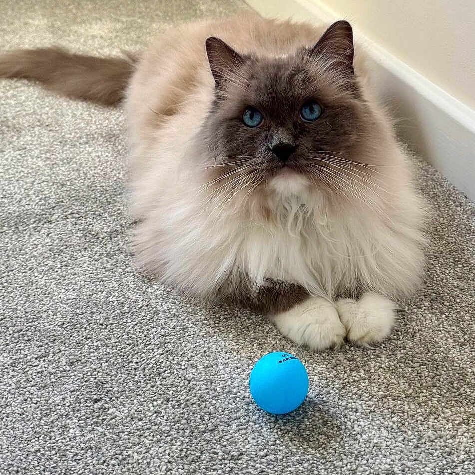 Jimmy joined the competition — help win amazing prizes! angora, animal, ball, cat, furniture, golf, hardwood, homedecor, indoors, interiordesign, kitten, manx, pet, plush, siamese, sphere, stainedwood, table, toy, wood