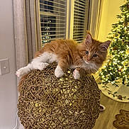 Winston joined the competition — help win amazing prizes! bowl, cat, christmas_tree, cozy, curtains, decor, eyes, floor, fur, holiday_lights, indoor, kitten, living_room, orange_cat, ornament, paws, pet, rug, wicker_ball, window_blinds