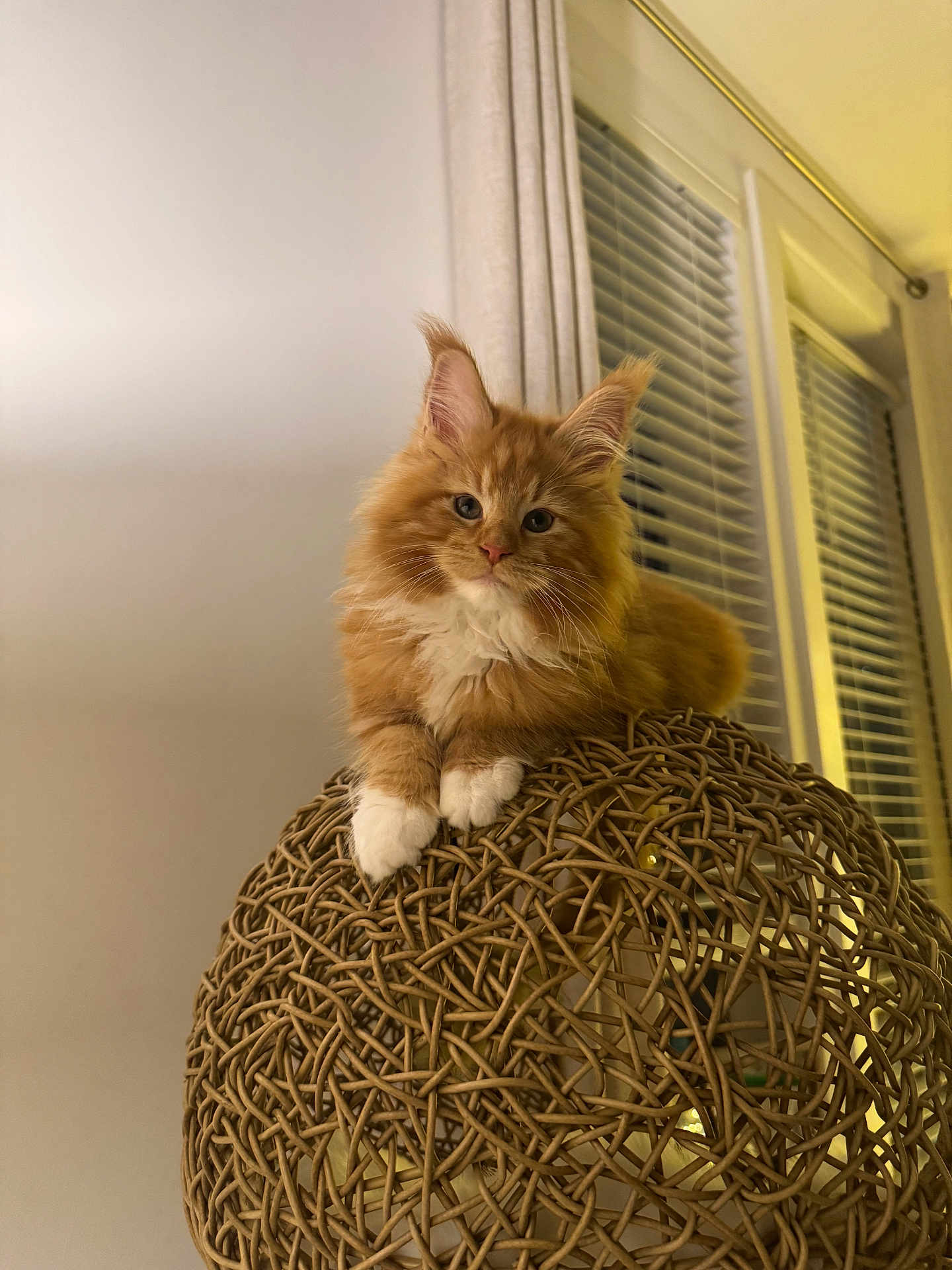 Winston joined the competition — help win amazing prizes! cat, ginger_cat, kitten, white_paws, paws, whiskers, long_fur, indoor, wicker_lamp, woven_decoration, lampshade, window_blinds, curtain, pet, portrait, curious, ears, cozy, feline, home