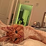 Winston is registered to the contest to win money with this photo: cat, kitten, orange_cat, ginger_fur, long_hair, whiskers, bed, blanket, bedding, bedroom, open_door, doorway, mirror, nightstand, indoor, pet, close_up, relaxed, cozy, portrait