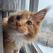 Winston is registered to the contest to win money with this photo: cat, kitten, ginger_cat, orange_fur, whiskers, window, windowsill, snow, winter, close_up, portrait, fur, paw, ear, curious, pet, feline, indoor, fence, cozy