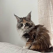 Lucy joined the competition — help win amazing prizes! cat, kitten, fluffy, long_fur, whiskers, pointed_ears, sitting, sofa, couch, indoor, curtain, white_wall, brown_fur, gray_fur, tricolor, pet, close_up, portrait, cute, small_animal