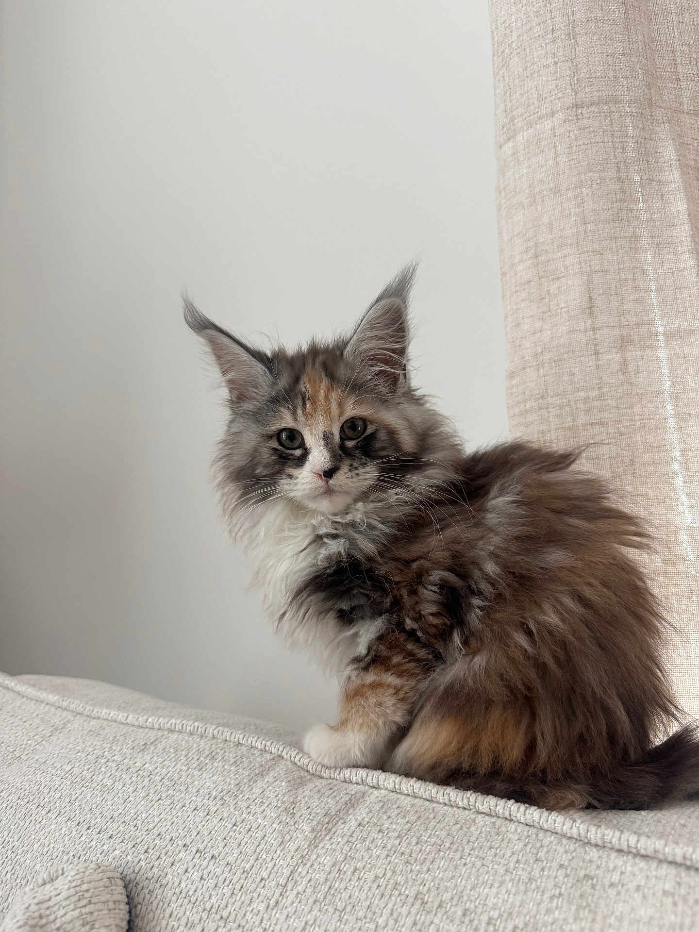 Lucy joined the competition — help win amazing prizes! cat, kitten, fluffy, long_fur, whiskers, pointed_ears, sitting, sofa, couch, indoor, curtain, white_wall, brown_fur, gray_fur, tricolor, pet, close_up, portrait, cute, small_animal