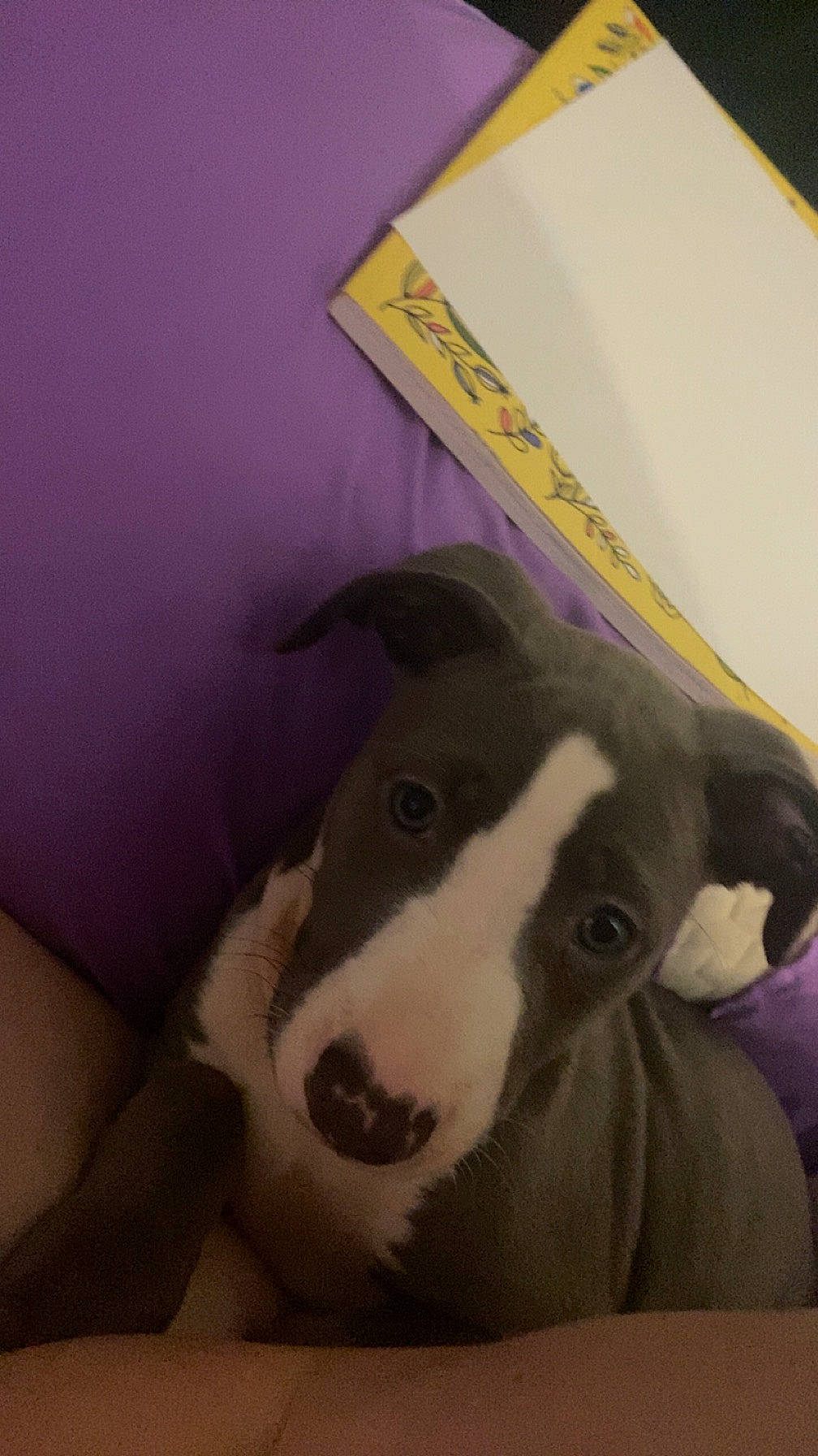 Fiona is registered to the contest to win money with this photo: art, canidae, carnivore, companion_dog, dog, dog_breed, fur, non_sporting_group, pet_supply, picture_frame, snout, sporting_group, terrestrial_animal, visual_arts, working_animal