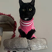 Moon joined the competition — help win amazing prizes! black_cat, cat, pet, animal, feline, sweater, pink_sweater, cat_tree, plush, indoor, holiday, tinsel, curious, cute, sitting, portrait, pet_clothing, furry, whiskers, ears