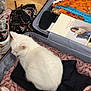 cat, white_cat, suitcase, clothes, book, sneakers, floor, indoor, pet, fur, orange_clothing, blue_lace, black_clothing, packing, travel, cozy, resting_cat, domestic_animal, home, still_life