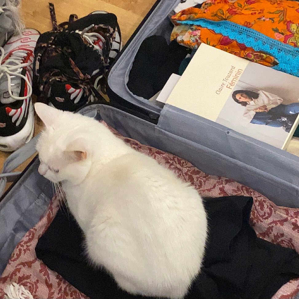 Neige a rejoint le concours — aidez-le/la à gagner de superbes lots ! black_clothing, blue_lace, book, cat, clothes, cozy, domestic_animal, floor, fur, home, indoor, orange_clothing, packing, pet, resting_cat, sneakers, still_life, suitcase, travel, white_cat