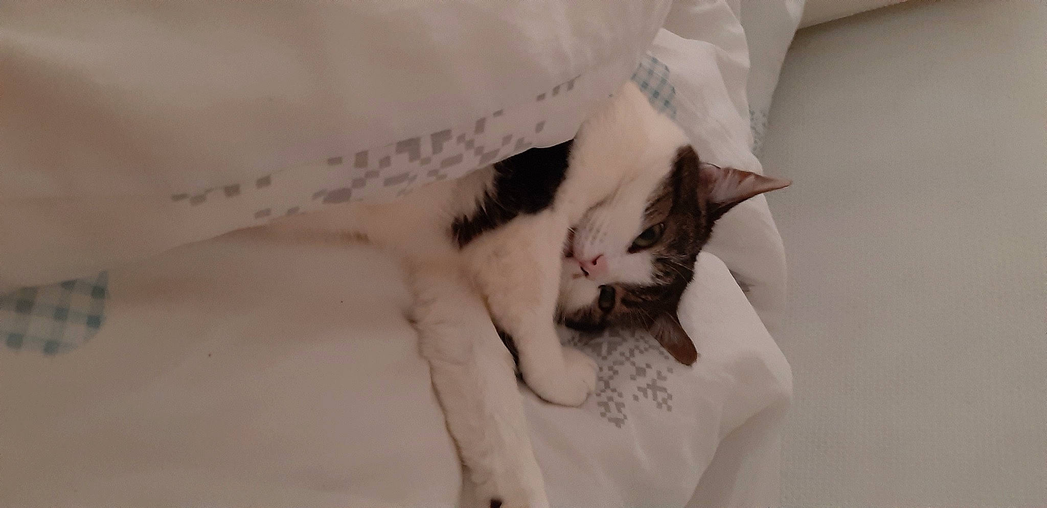 Biscotte a rejoint le concours — aidez-le/la à gagner de superbes lots ! bed, bedding, carnivore, cat, claw, comfort, domestic_short_haired_cat, ear, eye, eyelash, felidae, fur, linens, mammal, paw, small_to_medium_sized_cats, snout, tail, vertebrate, whiskers