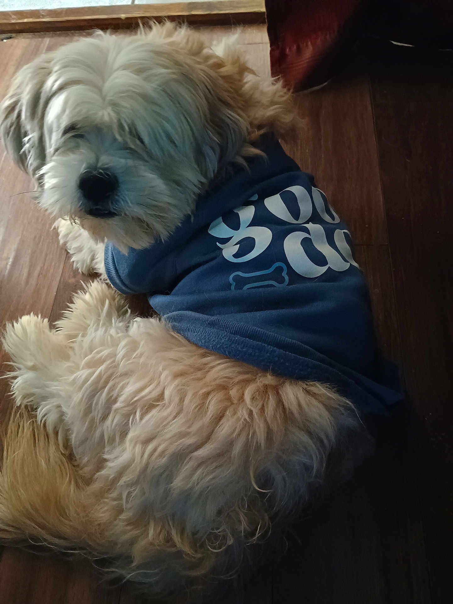 Zion joined the competition — help win amazing prizes! dog, fluffy, blue_hoodie, text_on_clothing, bone_graphic, wooden_floor, pet, lying_down, looking_back, fur, indoor, animal, canine, cozy, casual, clothing, resting, domestic, cute, companion