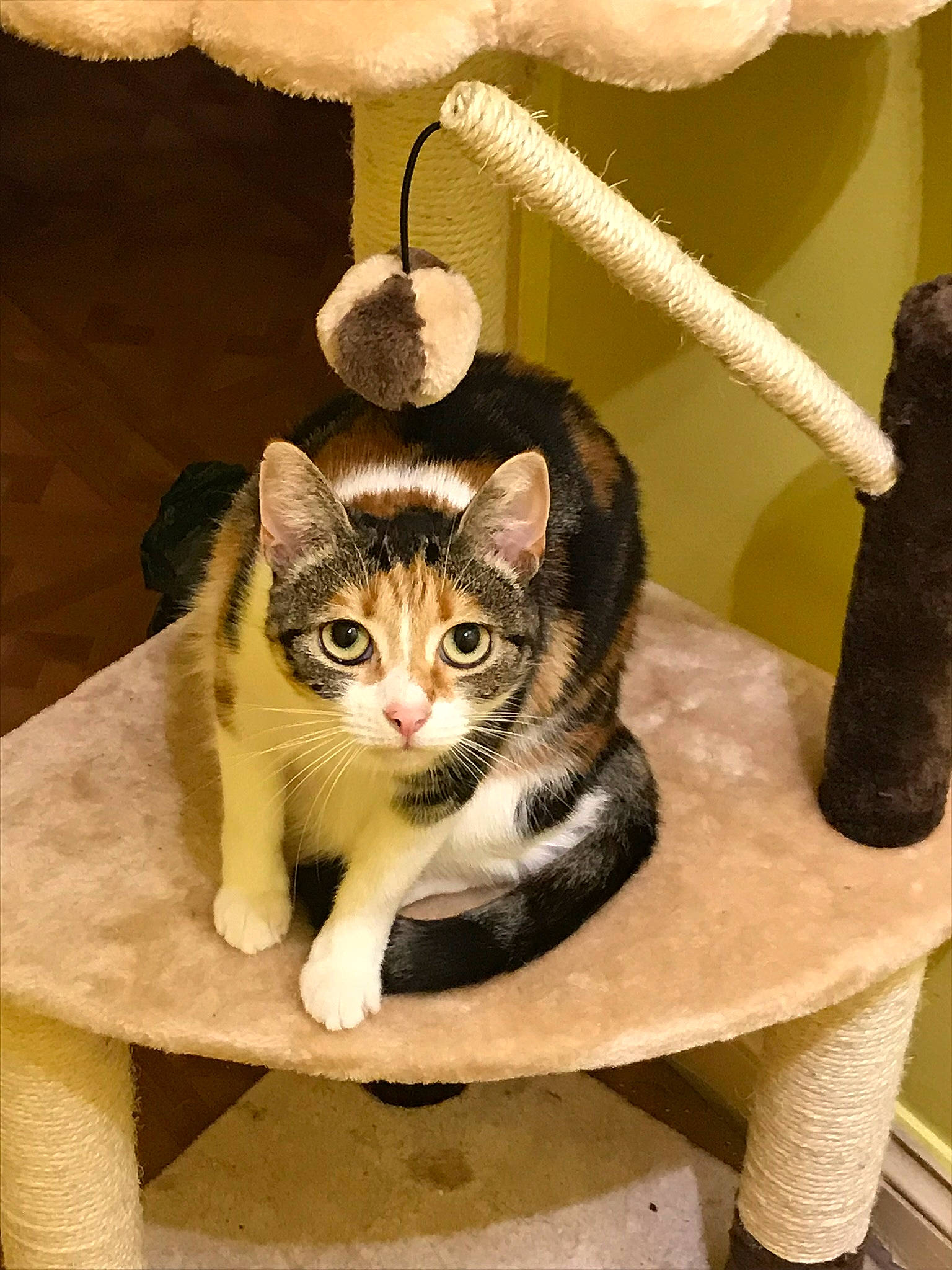 Munchkin. joined the competition — help win amazing prizes! carnivore, cat, cat_supply, domestic_short_haired_cat, fashion_accessory, fawn, felidae, fur, ornament, paw, pet_supply, room, shelf, sitting, small_to_medium_sized_cats, snout, tail, twig, whiskers, wood