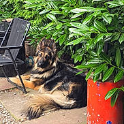 Cezar joined the competition — help win amazing prizes! dog, german_shepherd, outdoor, garden, greenery, plant, leaf, chair, patio, concrete, soccer_ball, black, orange, fur, animal, pet, relaxed, nature, daylight, canine