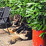 dog, german_shepherd, outdoor, garden, greenery, plant, leaf, chair, patio, concrete, soccer_ball, black, orange, fur, animal, pet, relaxed, nature, daylight, canine