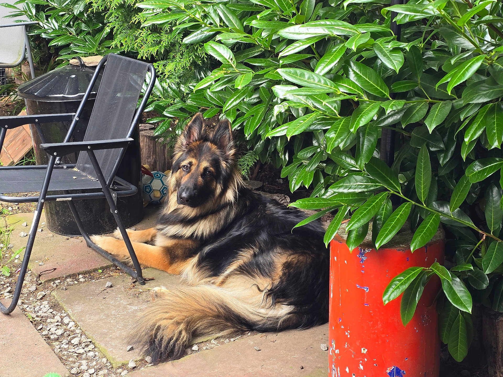 Cezar joined the competition — help win amazing prizes! dog, german_shepherd, outdoor, garden, greenery, plant, leaf, chair, patio, concrete, soccer_ball, black, orange, fur, animal, pet, relaxed, nature, daylight, canine