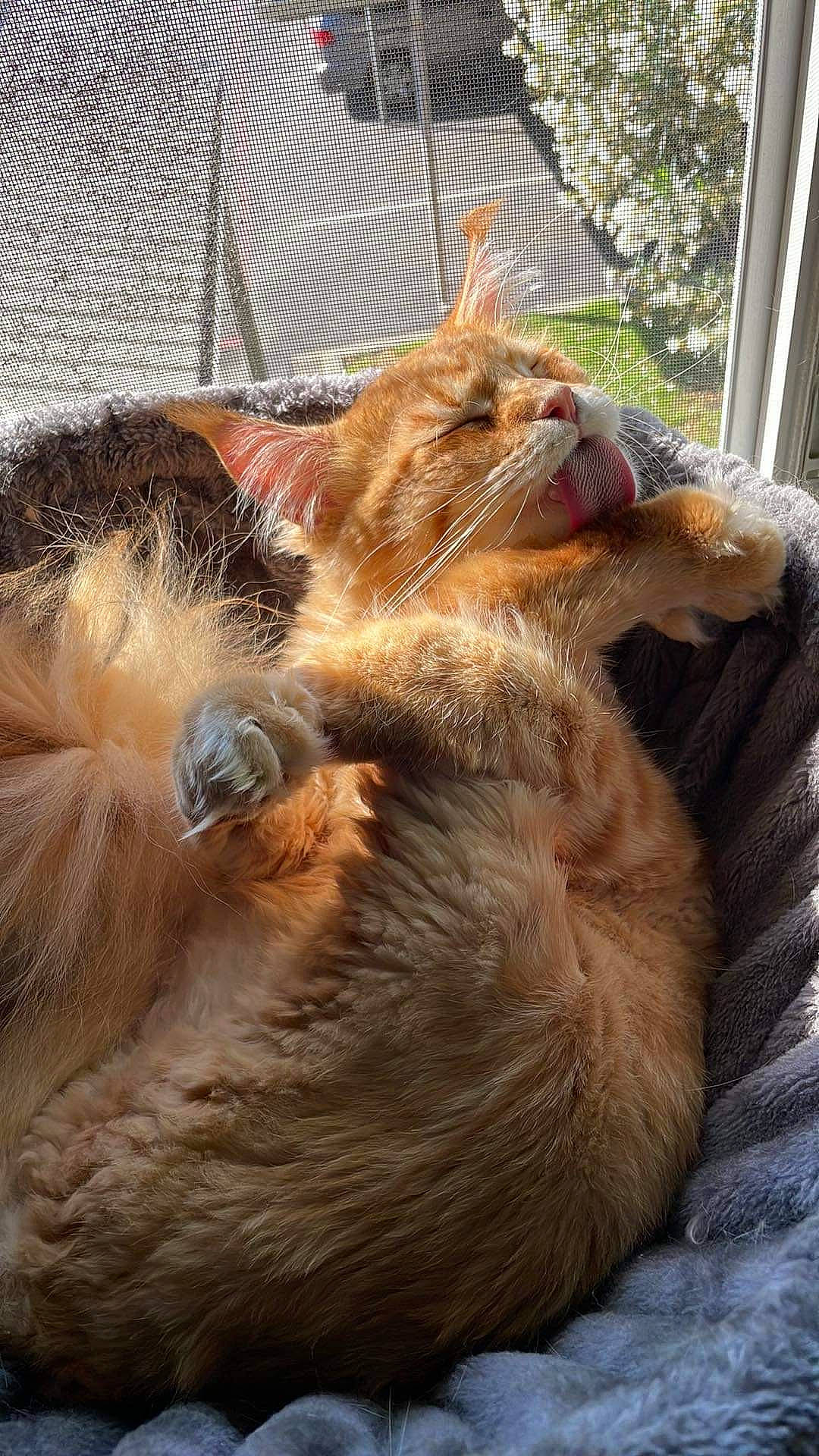 Ganon joined the competition — help win amazing prizes! carnivore, cat, claw, comfort, companion_dog, dog_breed, domestic_short_haired_cat, fawn, felidae, fence, fur, liver, mesh, paw, small_to_medium_sized_cats, snout, sporting_group, tail, terrestrial_animal, whiskers