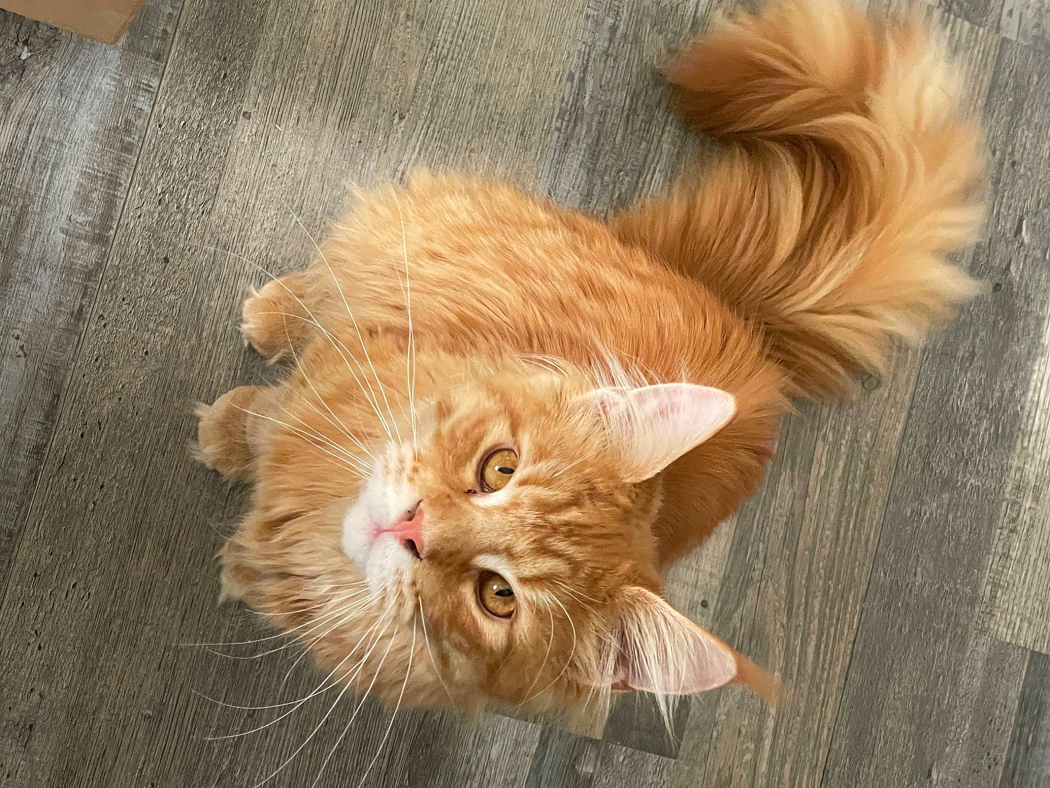 Ganon joined the competition — help win amazing prizes! carnivore, cat, dog_breed, domestic_short_haired_cat, eye, fawn, felidae, flooring, fur, hardwood, head, liver, paw, plant, small_to_medium_sized_cats, snout, tail, terrestrial_animal, whiskers, wood