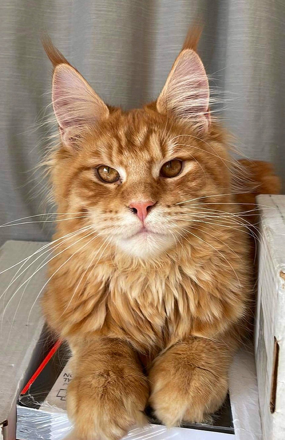 Ganon is registered to the contest to win money with this photo: box, cardboard, carnivore, cat, domestic_short_haired_cat, fawn, felidae, fur, sitting, small_to_medium_sized_cats, snout, tail, terrestrial_animal, whiskers, window, wood
