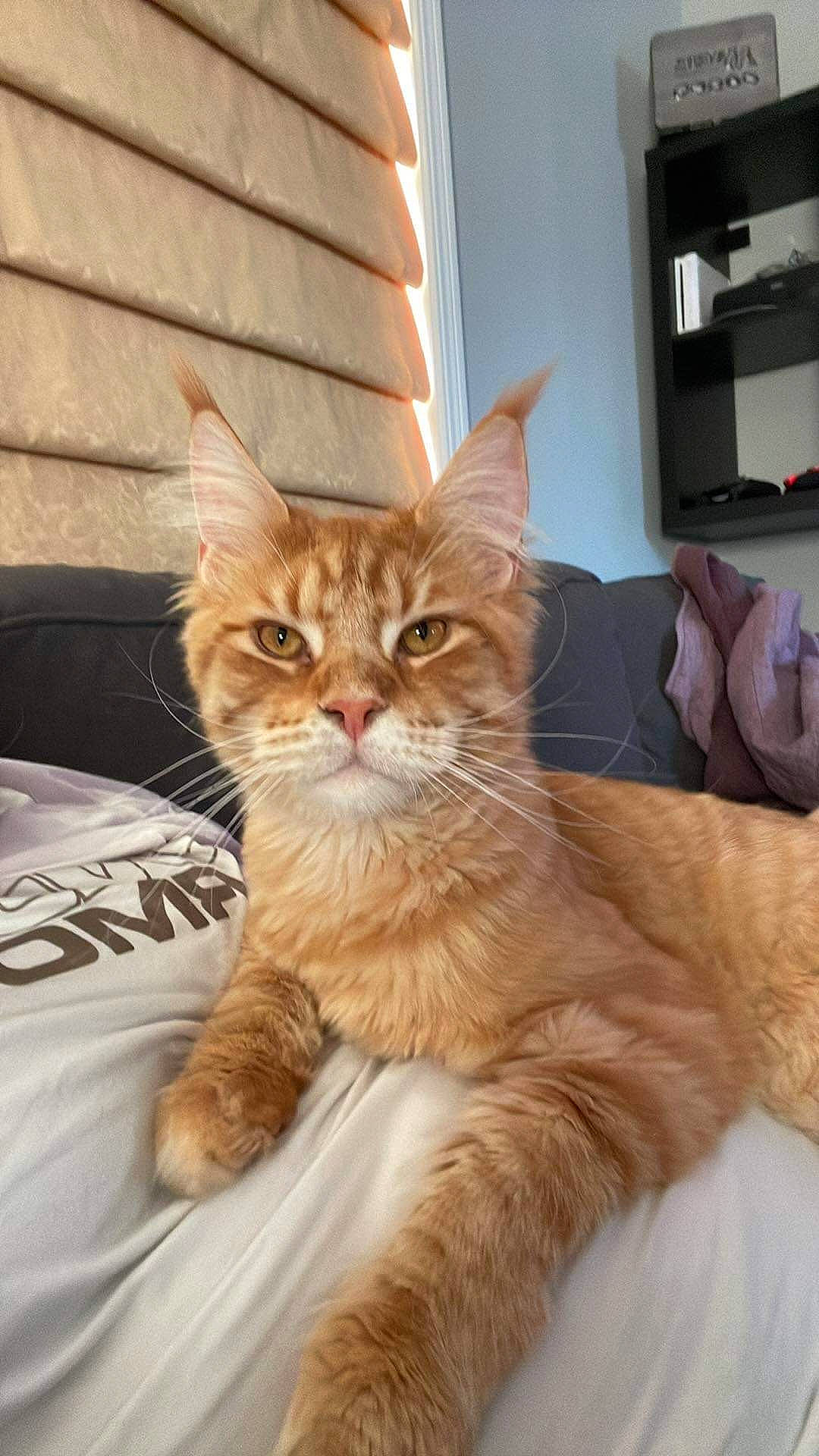 Ganon joined the competition — help win amazing prizes! carnivore, cat, claw, comfort, domestic_short_haired_cat, door, eye, fawn, felidae, fur, paw, shelf, sitting, small_to_medium_sized_cats, snout, tail, terrestrial_animal, whiskers, window, wood