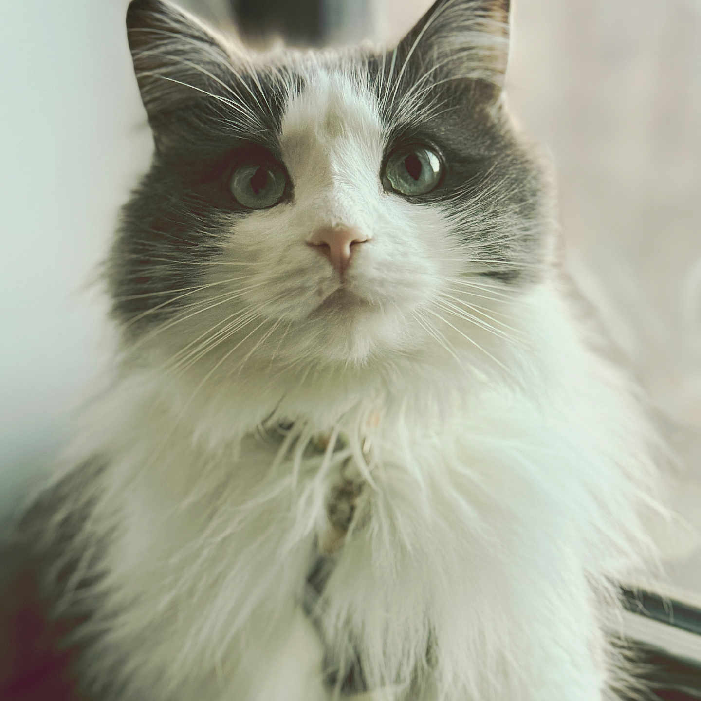 Josie is registered to the contest to win money with this photo: abyssinian, angora, animal, cat, kitten, manx, pet, siamese