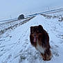Ugo Boss a rejoint le concours — aidez-le/la à gagner de superbes lots ! animal, canine, cold, daytime, dog, field, fluffy, fur, happy, landscape, nature, outdoor, path, playful, rural, sky, snow, tongue_out, wind_turbine, winter